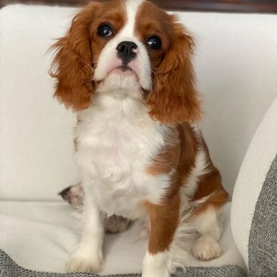 A cute Cavalier King Charles Spaniel puppy sitting on a couch.