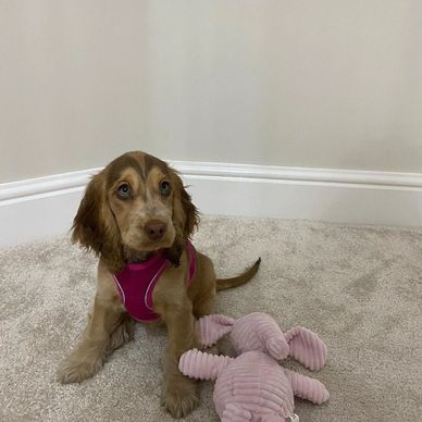 A puppy wearing a pink harness sits on carpet next to a pink plush toy.