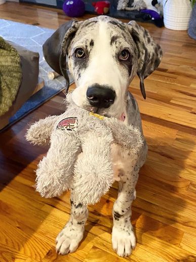 Great Dane puppy holding a stuffed toy in its mouth indoors.