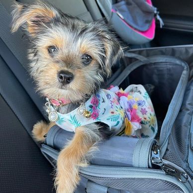 Small dog in a floral dress sitting in a car seat carrier.