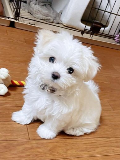 Adorable fluffy white puppy sitting on wooden floor, looking curiously.