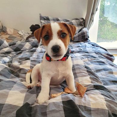 A small Jack Russell Terrier puppy sitting on a bed with a checkered blanket.
