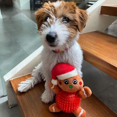 A small dog sitting on stairs with a red Santa toy.
