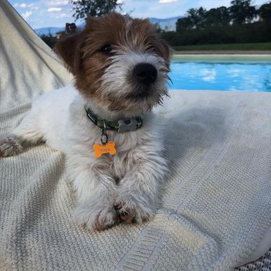 A fluffy puppy relaxing on a towel by the pool on a sunny day.