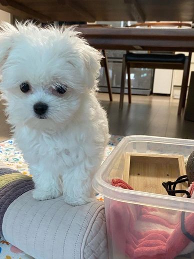 A small fluffy white puppy standing indoors near a plastic container.