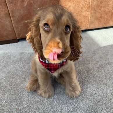 Adorable brown puppy licking its nose while sitting on carpet.