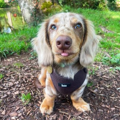 Cute dachshund puppy with a harness sitting outdoors, sticking its tongue out.