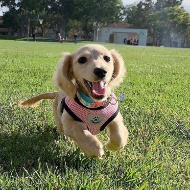 Happy puppy running joyfully on green grass in a park.