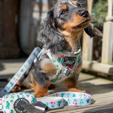 Small dachshund puppy with a cactus-themed harness and leash.