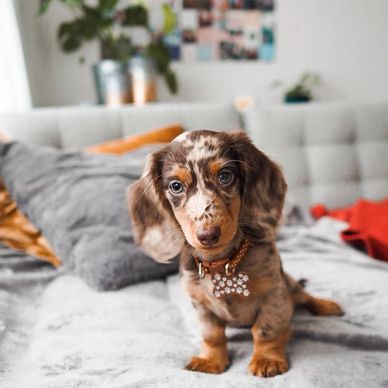 Adorable dachshund puppy sitting on a cozy bed indoors.