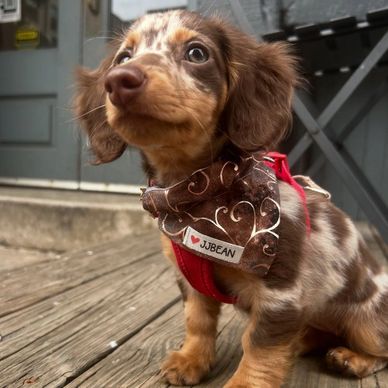 Adorable speckled puppy wearing a bandana and harness, sitting on wooden deck.