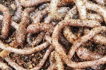 Earth worms in sawdust.