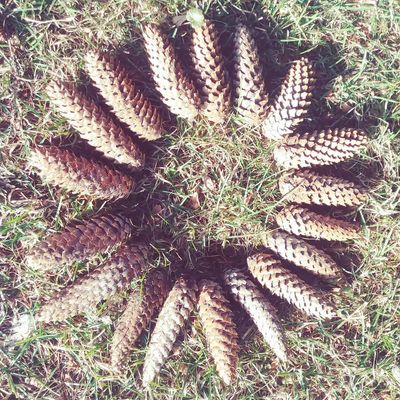 Acorns laying in the grass in a circle