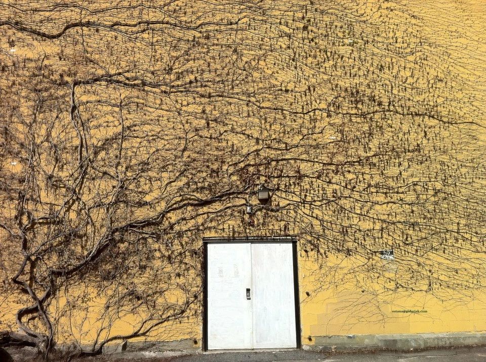 Leafless vines spread intricately over a yellow wall with a white door.