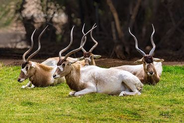 Addax Antelope. (Addax nasomaculatus), the most desert-adapted African antelope