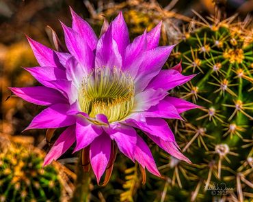 Engelmann's hedgehog Cactus Flower, (cactus(Echinocereus engelmannii). Phoenix Botanical Garden, Pho
