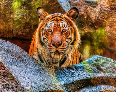 The Tiger (Panthera tigris) is the largest living cat species.