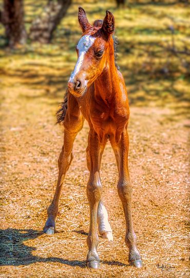 Mustangs from the Salt River Wild Horses.  Week old Colt. Phoenix Arizona, USA