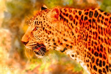 Jaguar Cat (Panthera onca) Native to the Americas.