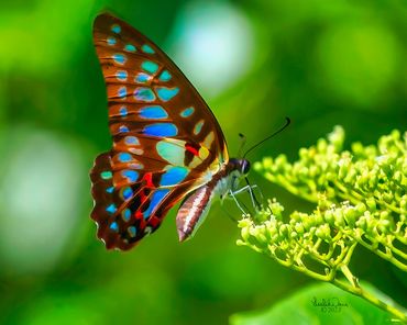 Andaman, Great Jay Butterfly, (Graphium eurypylus macronius)