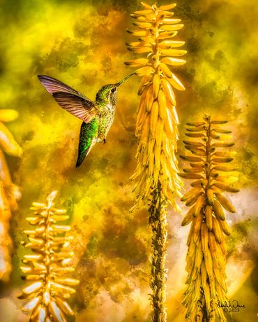 Anna's hummingbird (Calypte anna) sipping nectar from a Aloe Flower.