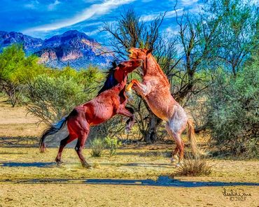  Mustangs from the Salt River Wild Horses. Phoenix Arizona, USA