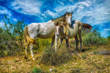Mustangs from the Salt River Wild Horses. Phoenix Arizona, USA
