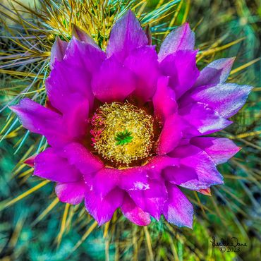Engelmann's hedgehog Cactus Flower, (cactus(Echinocereus engelmannii). Phoenix, Arizona. USA
