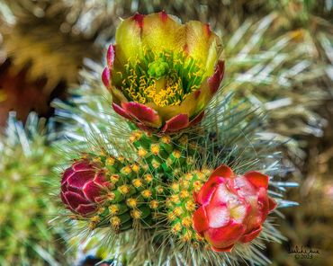Teddy bear Cholla flower, (Cylindropuntia bigelovii). Phoenix, Arizona. USA