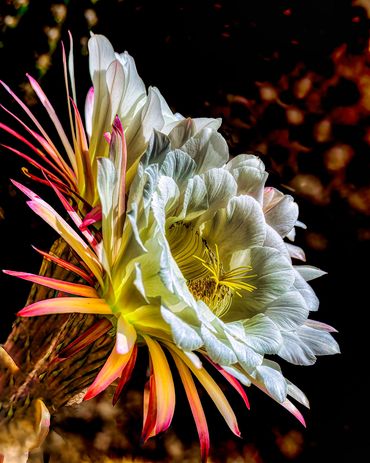 Echinopsis 'Flying Saucer' is one of the most beautiful Echinopsis hybrids. Phoenix Botanical Garden