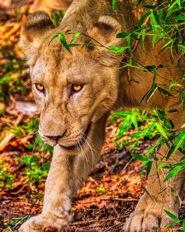 A Young African lion (Panthera leo)