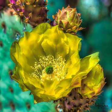 Engelmann's prickly pear Cactus Flower, (Opuntia engelmannii). Phoenix, Arizona. USA
