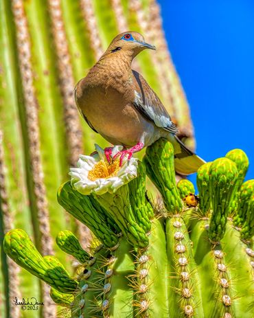 White Wing Dove Drinking Nectar from the Giant Saguaro Cactus. (Carnegiea gigantea) Phoenix, Arizona