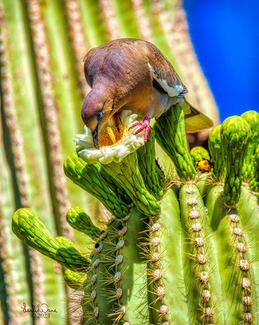 White Wing Dove Drinking Nectar from the Giant Saguaro Cactus. (Carnegiea gigantea) Phoenix Botanica
