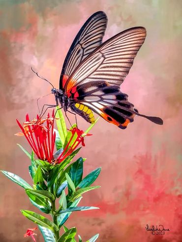 Great Mormon Butterfly (Papilio memnon)
Krabi, Thailand