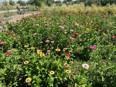 A vibrant garden filled with colorful flowers under a sunny sky.