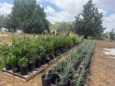 Rows of potted plants arranged outdoors on wooden pallets under a partly cloudy sky.