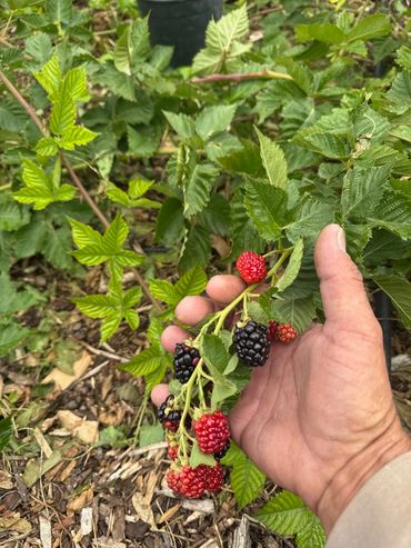 Hand holding a branch of ripening blackberries in a garden.