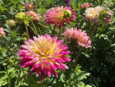 Vibrant pink and yellow dahlias blooming in bright sunlight.