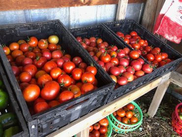Crates filled with fresh red tomatoes on a wooden table.