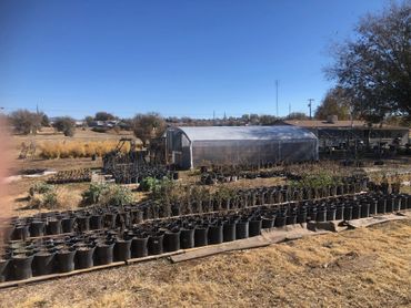 A nursery with rows of potted plants and a greenhouse under clear blue sky.