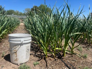 A white bucket sits next to rows of green plants under a clear blue sky.