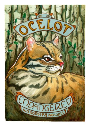 A beautiful ocelot with the words "ENDANGERED No Border! No Wall!