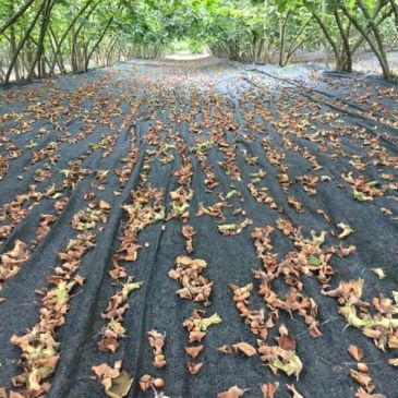 Rows of drying nuts or seeds on black fabric under a canopy of trees.
