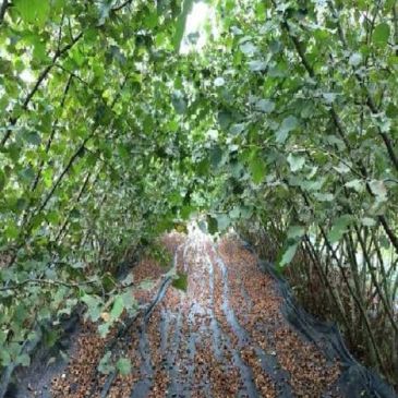 Hazelnut trees with fallen nuts on the ground covered by nets.