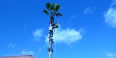 Delfino using safety harness and ropes to climb  tall palm and prepare to shave and trim it. The sky is blue and well lit with sunlight.