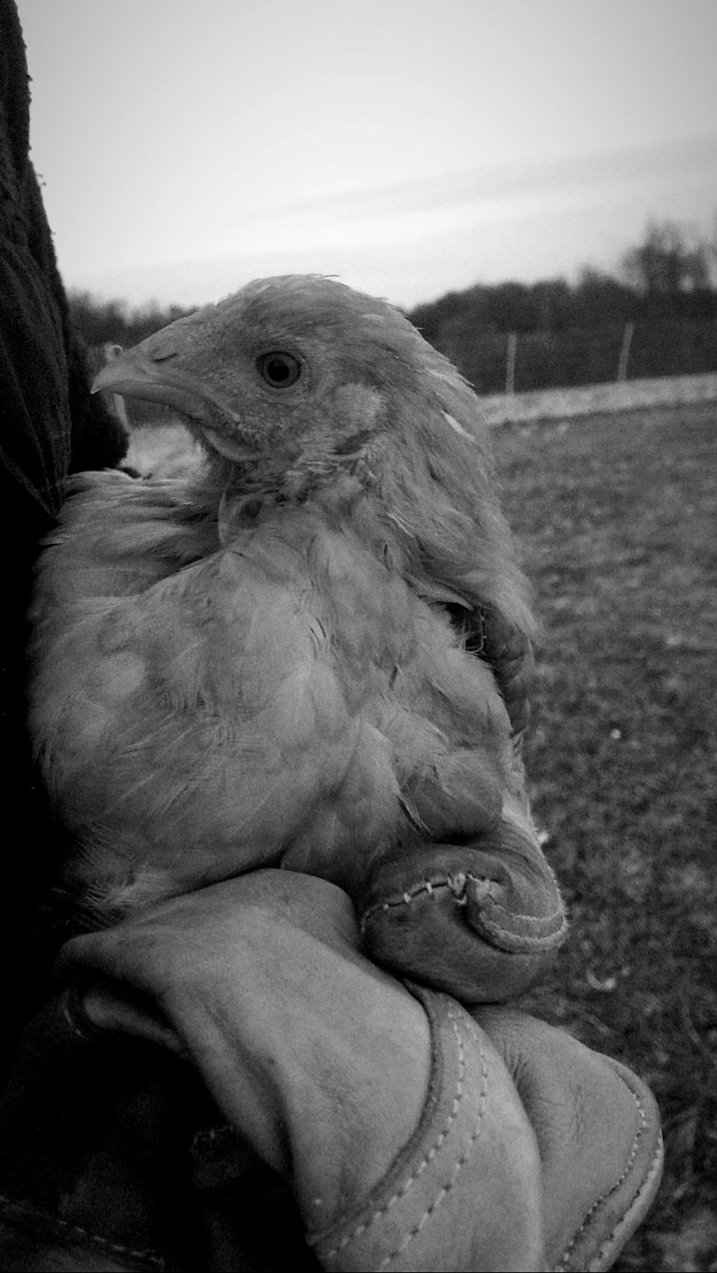 Pastured Chicken being held by farmer on a cold day. 