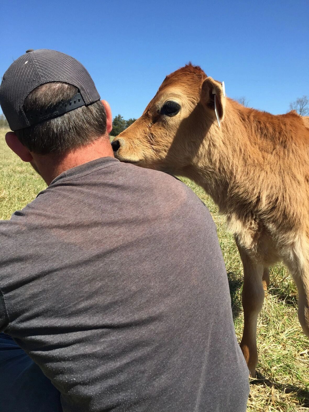 Calf nuzzling a man in a field.