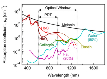 Absorption Coefficients of Medray Laser's 650nm, 810nm, 915nm, 980nm, & 1064nm wavelengths