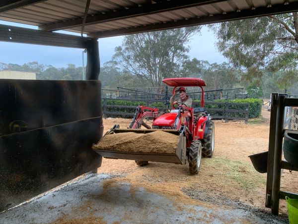 Safe stallion/colt yards with attached stables